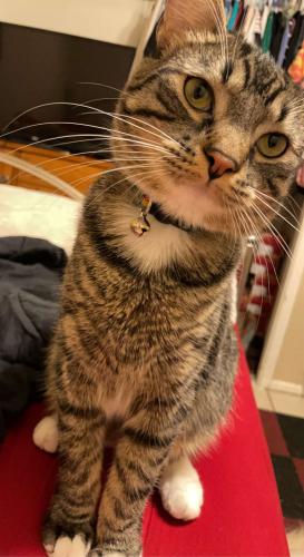 Lost Male Cat last seen Center and Inglewood st, Mesa, AZ 85201
