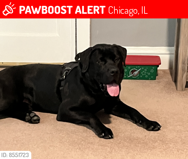 Deceased Male Dog last seen Division and Monitor Johnson Funeral , Chicago, IL 60622