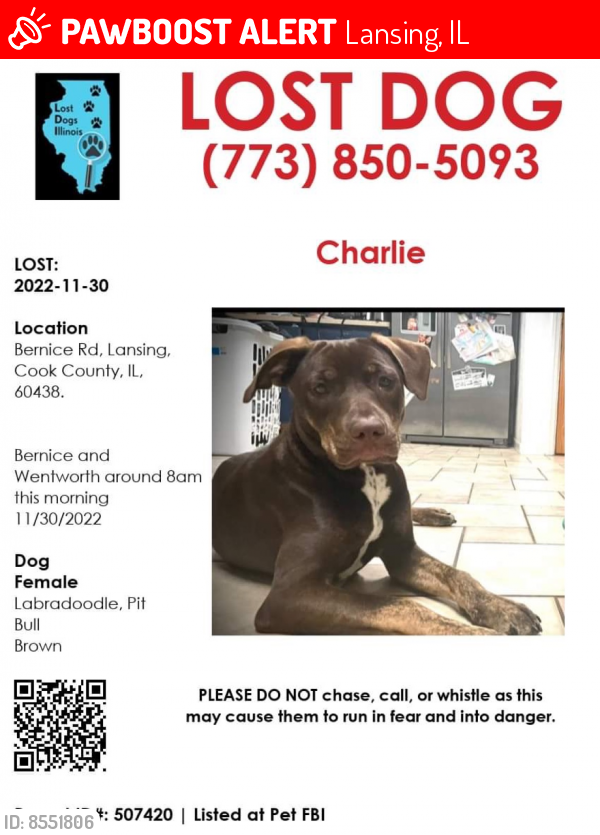 Lost Female Dog last seen Wentworth Ave & Bernice Rd, Lansing, IL 60438