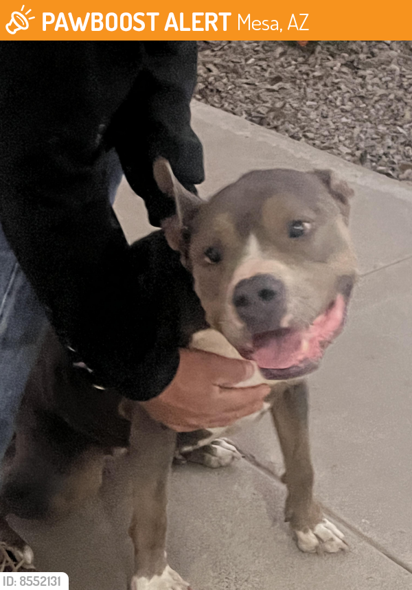 Found/Stray Male Dog last seen Horne &university , Mesa, AZ 85203