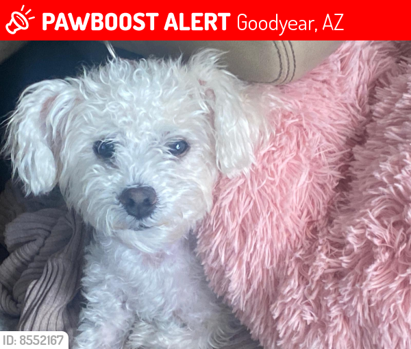 Lost Female Dog last seen Cottonlane and Yuma, Goodyear, AZ 85338