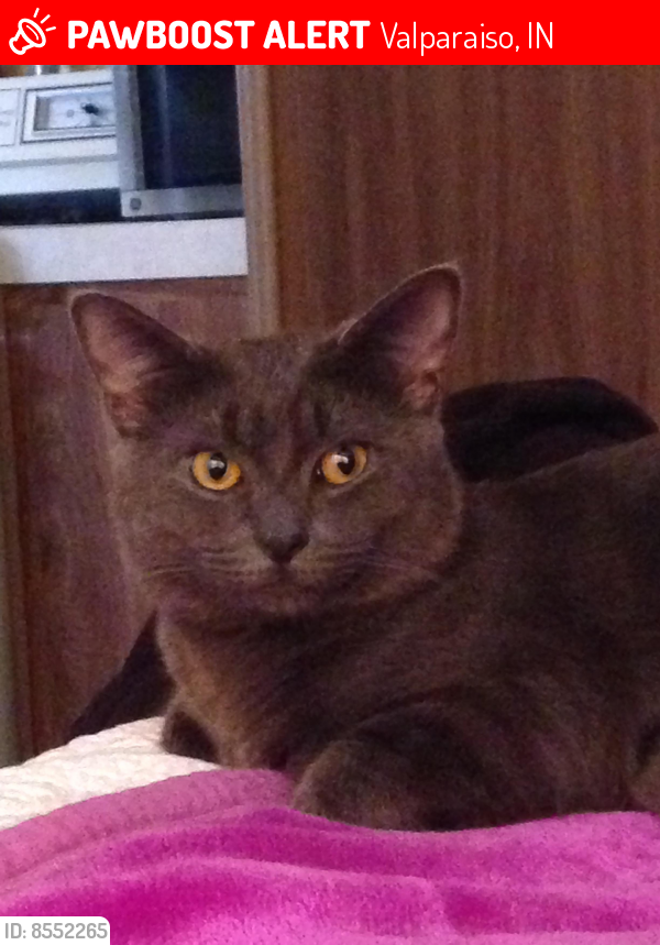 Lost Male Cat last seen Riviera rd and riviera dr, Valparaiso, IN 46385