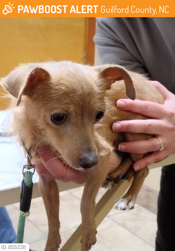 Rehomed Female Dog in Guilford County, NC 27214 (ID 8552311) PawBoost