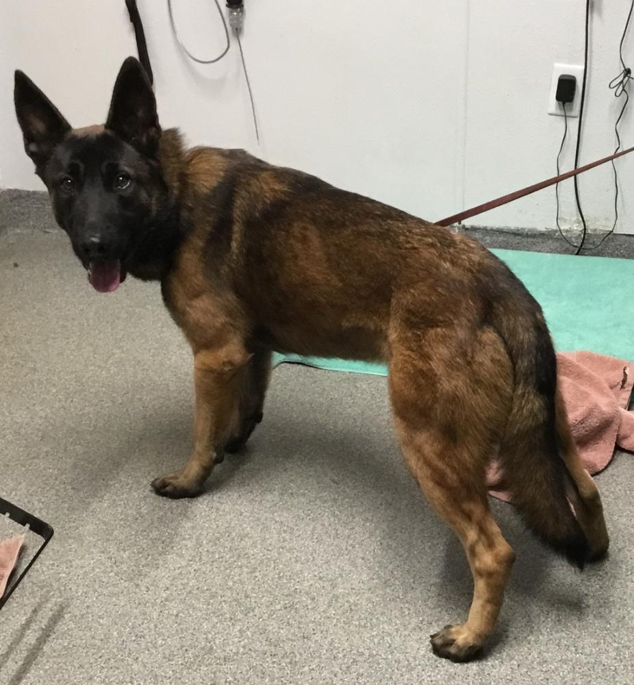 Shelter Stray Male Dog last seen Felicita, Escondido, CA, 92025, San Diego, CA 92110