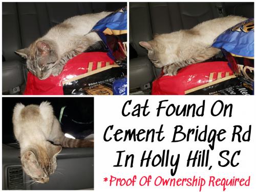 Found/Stray Unknown Cat last seen At the bridge, Orangeburg County, SC 29436