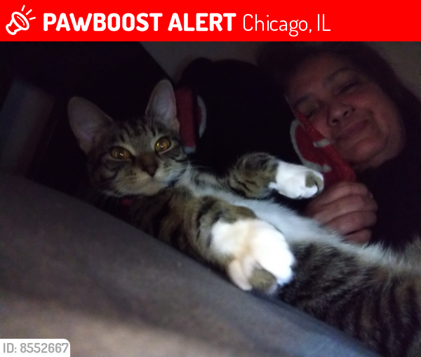 Lost Female Cat last seen Lamon and Drummond , Chicago, IL 60639