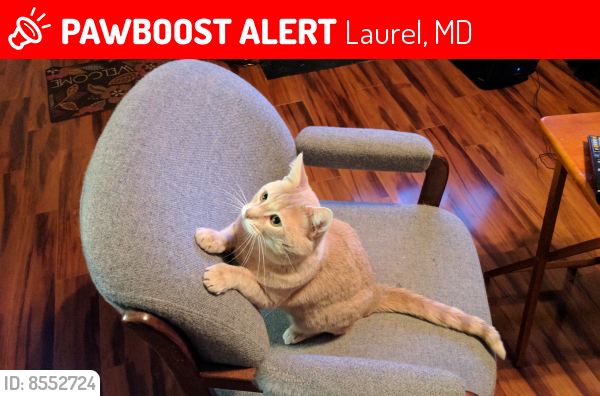Lost Male Cat last seen Vista Dr (cndmniums) and Oxford Dr in Laurel MD, Laurel, MD 20707