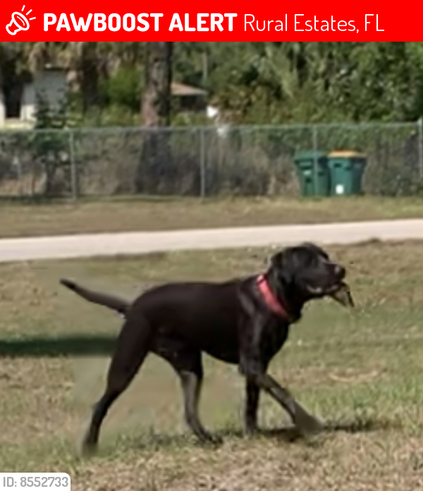 Lost Male Dog last seen 2nd Ave Ne & Everglades Blvd, Rural Estates, FL 34117