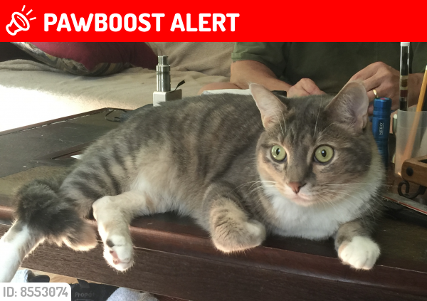 Lost Female Cat last seen Tucker Ln and Skyline dr a ways down the street, Ashton-Sandy Spring, MD 20861