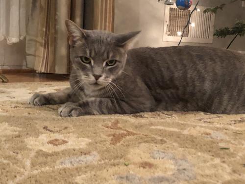 Lost Male Cat last seen On our front porch last night. Generally stays in the area. , Falls Church, VA 22044