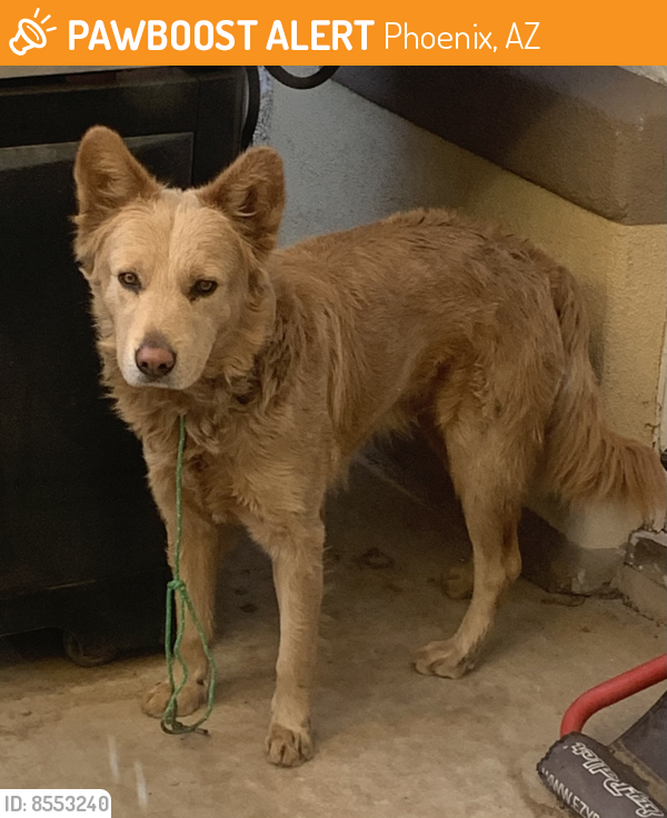 Rehomed Male Dog last seen 43rd avenue and Encanto , Phoenix, AZ 85035