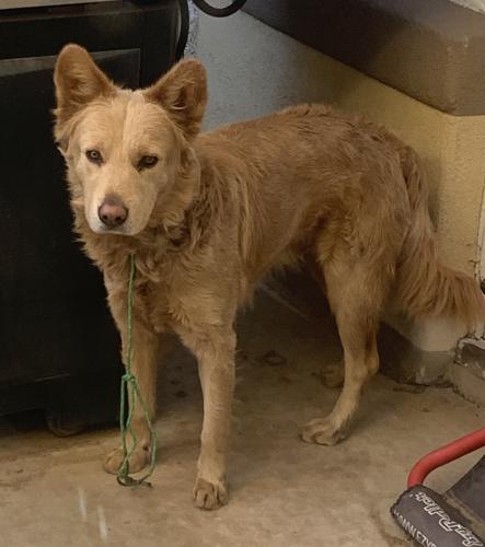 Found/Stray Male Dog last seen 43rd avenue and Encanto , Phoenix, AZ 85035
