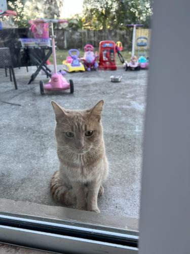 Found/Stray Unknown Cat last seen Santa Barbara and golden gate parkway, Collier County, FL 34116