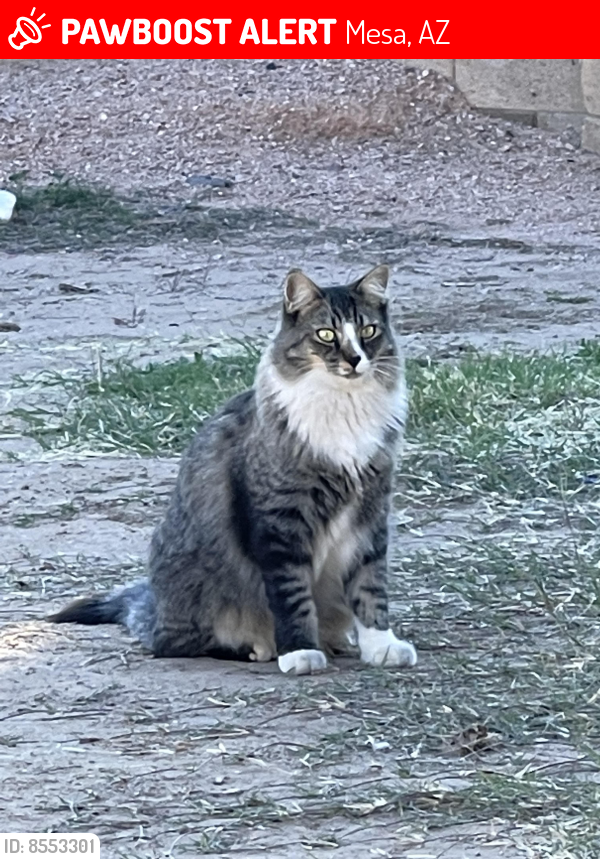 Lost Male Cat last seen Horne and Brown st Mesa AZ , 85203, Mesa, AZ 85213