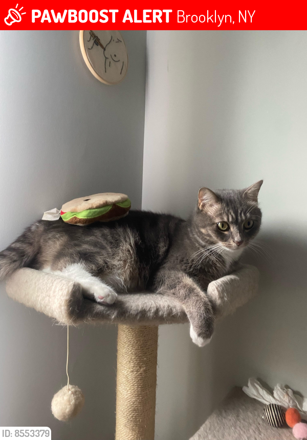 Lost Female Cat last seen Rochester ave and atlantic ave, Brooklyn, NY 11233