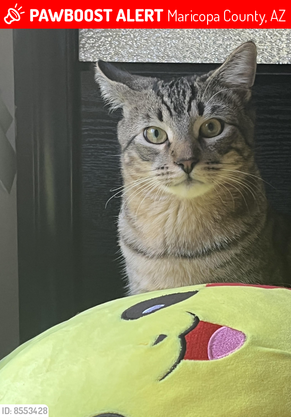 Lost Male Cat last seen 7th ave and Union hills , Maricopa County, AZ 85308