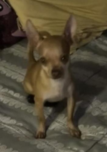 Lost Male Dog last seen Near N 32nd St, Phoenix, AZ 85028, Phoenix, AZ 85028