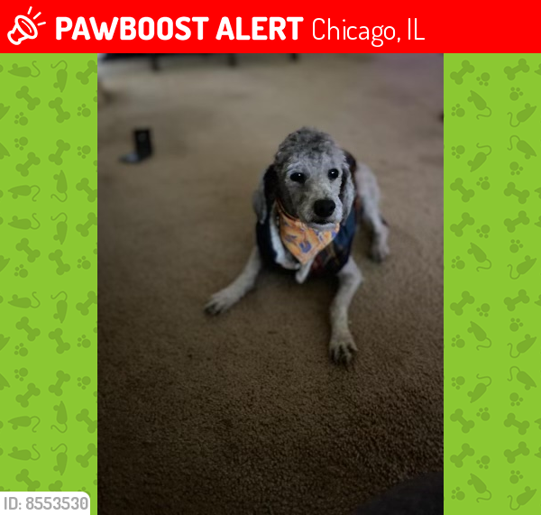 Lost Male Dog last seen 89th and Jeffery , Chicago, IL 60617