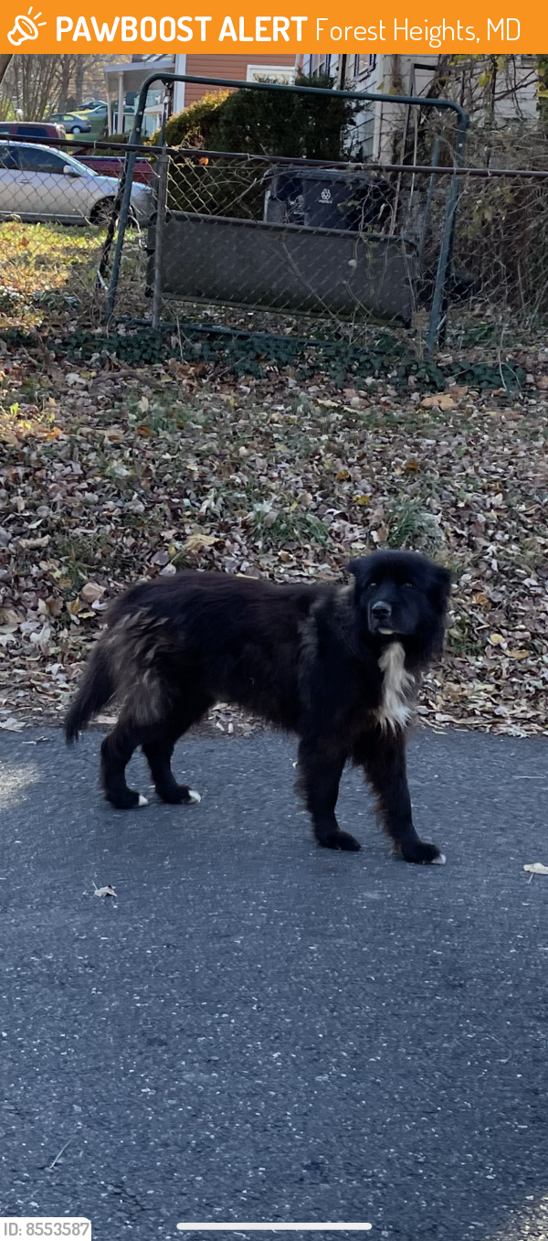 Found/Stray Unknown Dog last seen Onondaga Drive, Forest Heights, MD 20745