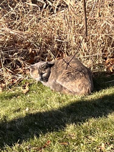 Found/Stray Unknown Cat last seen Willow heights park. By the tennis courts , Oak Creek, WI 53154
