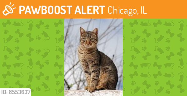 Found/Stray Male Cat last seen Near s Wood st , Chicago, IL 60636