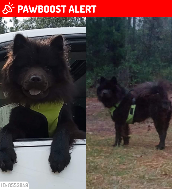 Lost Female Dog last seen Hwy 302, Dorchester County, SC 29483