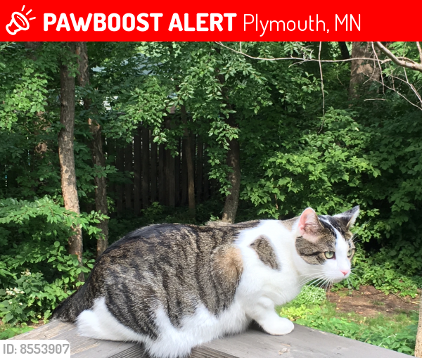 Lost Male Cat last seen 55th and Pineview lane north, Plymouth , Plymouth, MN 55442