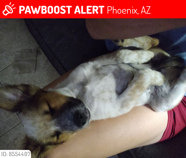 Lost Female Dog last seen I-17 and Bell Rd., Phoenix, AZ 85053