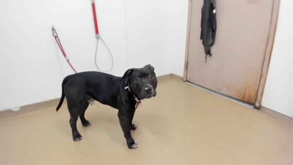 Shelter Stray Male Dog last seen WINTON/HESPERIAN, Hayward, CA 94544