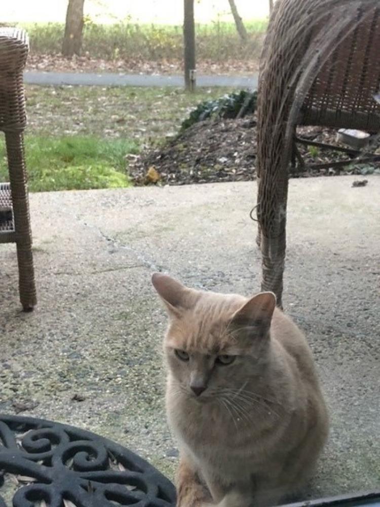 Shelter Stray Female Cat last seen Reston, VA 20191, Fairfax, VA 22032