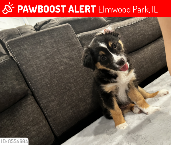 Lost Female Dog last seen 74th Ct and Armitage, Elmwood Park, IL 60707