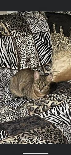 Lost Female Cat last seen Near N Melvina, Chicago, IL 60630