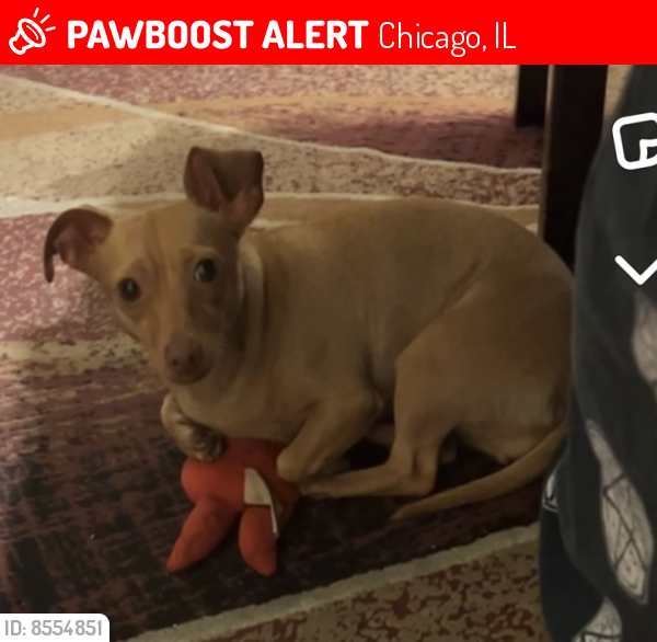 Lost Female Dog last seen Kilpatrick and ens, Chicago, IL 60639