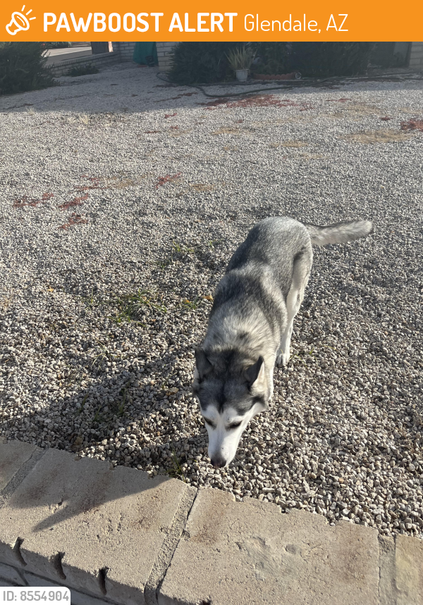Found/Stray Unknown Dog last seen 51st and Northern Ave in Glendale, Glendale, AZ 85302