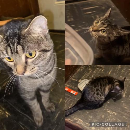 Found/Stray Female Cat last seen 91st & Commercial , Chicago, IL 60617