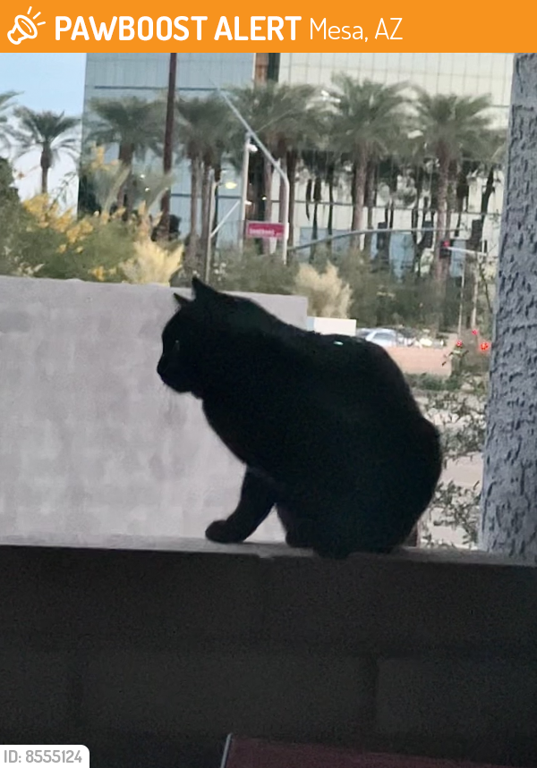 Found/Stray Unknown Cat last seen Southern and Alma, Mesa, AZ 85202