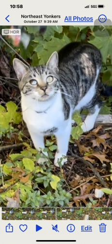 Lost Male Cat last seen Croydon rd & Rugby rd, Yonkers, NY 10710