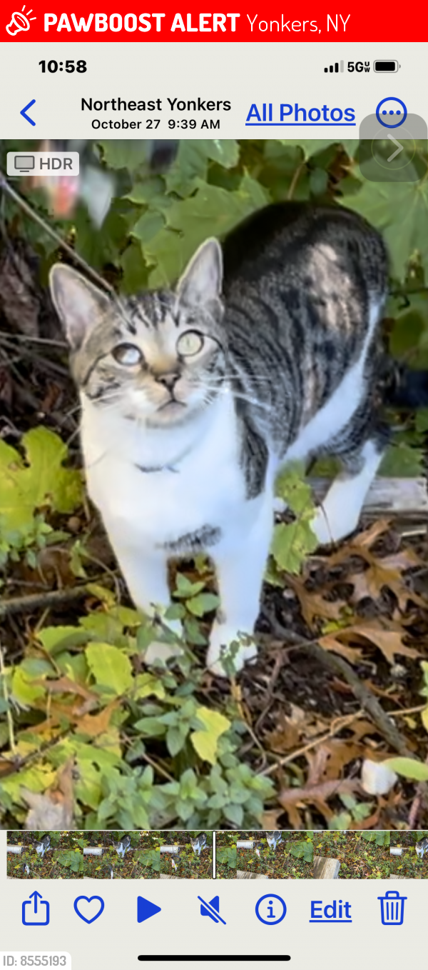 Lost Male Cat last seen Croydon rd & Rugby rd, Yonkers, NY 10710