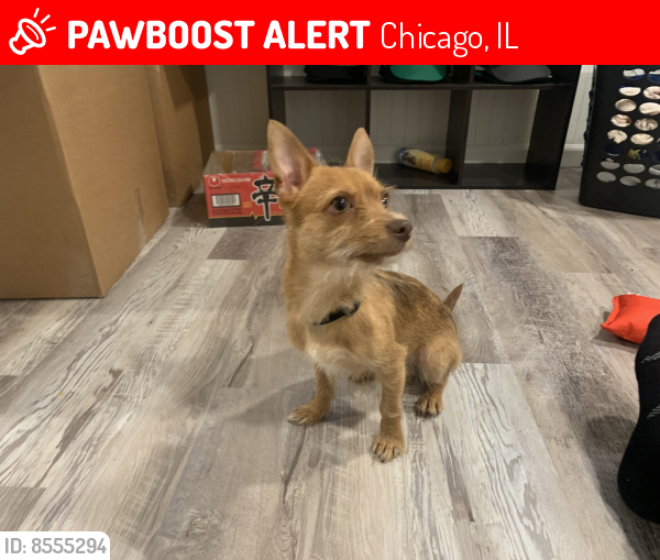 Lost Male Dog last seen Kedzie and Pershing, Chicago, IL 60632