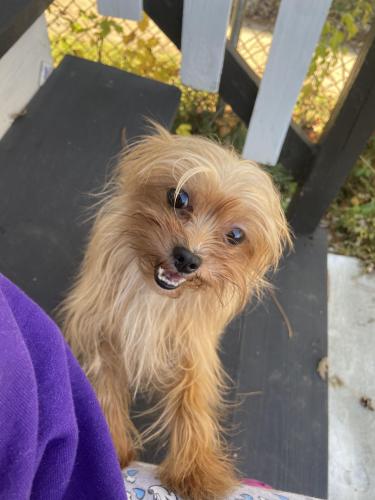 Lost Female Dog last seen University of Chicago , Chicago, IL 60637
