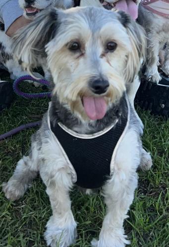 Lost Female Dog last seen Vermont Ave & W 55th St, Los Angeles, CA 90037