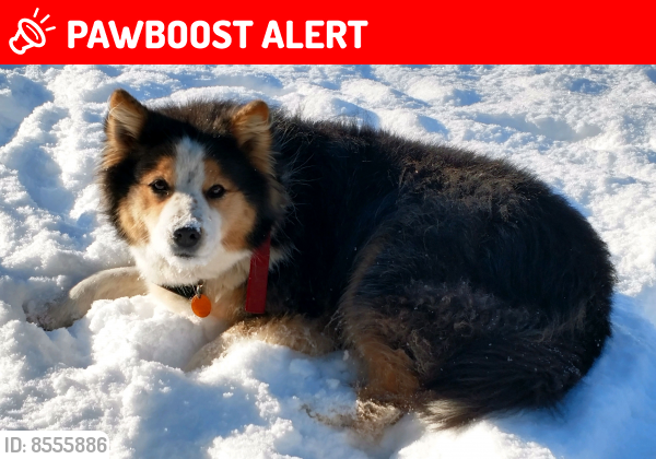 Lost Female Dog in Snohomish County, WA 98272 Named Bella (ID: 8555886) | PawBoost