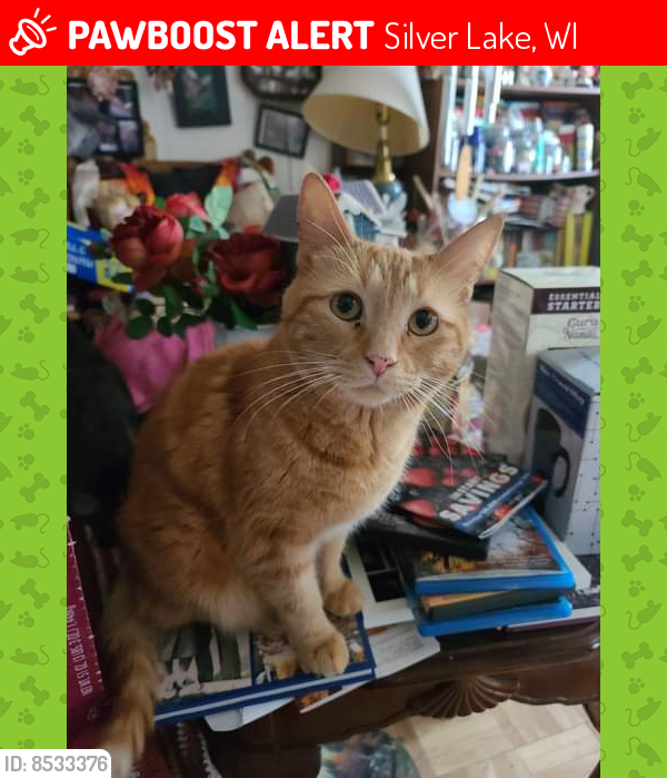 Lost Male Cat last seen 3rd and park, Silver Lake, WI 53170