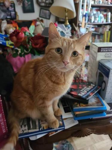 Lost Male Cat last seen 3rd and park, Silver Lake, WI 53170
