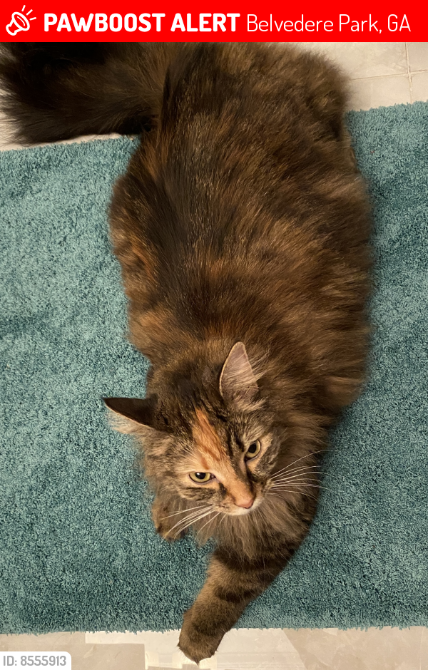 Lost Female Cat last seen Peachcrest rd and midway rd, Belvedere Park, GA 30032