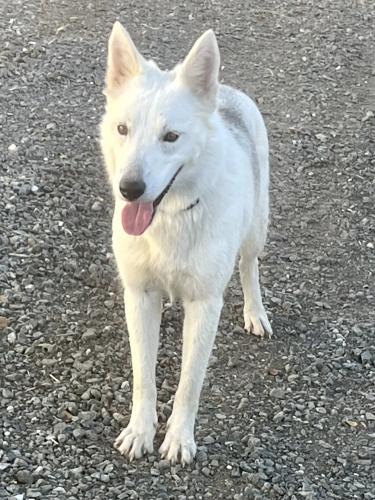 Lost Female Dog last seen Kelsey Creek Adobe Creek , Kelseyville, CA 95451