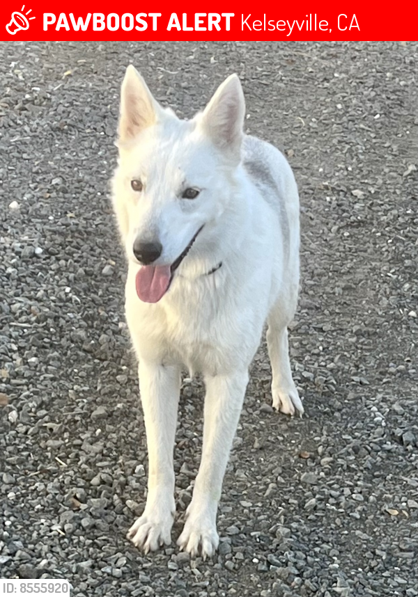 Lost Female Dog last seen Kelsey Creek Adobe Creek , Kelseyville, CA 95451