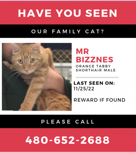 Lost Male Cat last seen Near N Cave Creek Rd, Phoenix, AZ 85024, Phoenix, AZ 85024