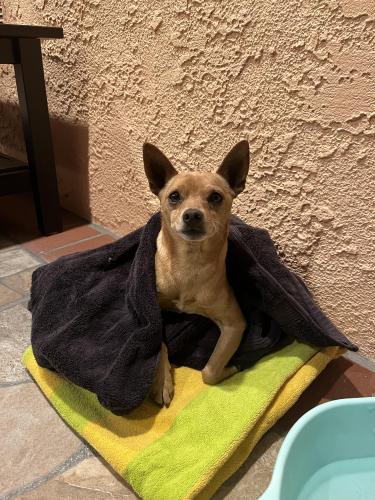 Found/Stray Male Dog last seen Paramount and Vista Del Rosa , Downey, CA 90240