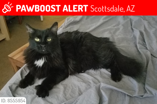Lost Female Cat last seen Granite & Roosevelt Scottsdale AZ, Scottsdale, AZ 85257
